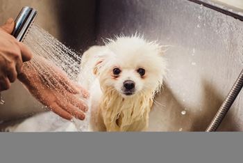 A small white dog is being bathed in a shower